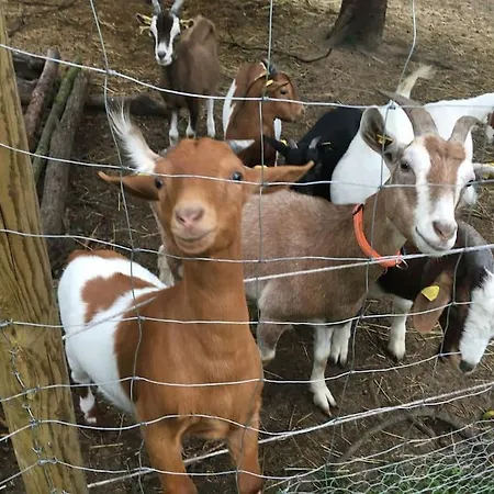 Gemutliche Auf Dem Ziegenhof لمغو