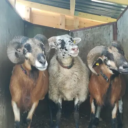 Gemutliche Auf Dem Ziegenhof شقة